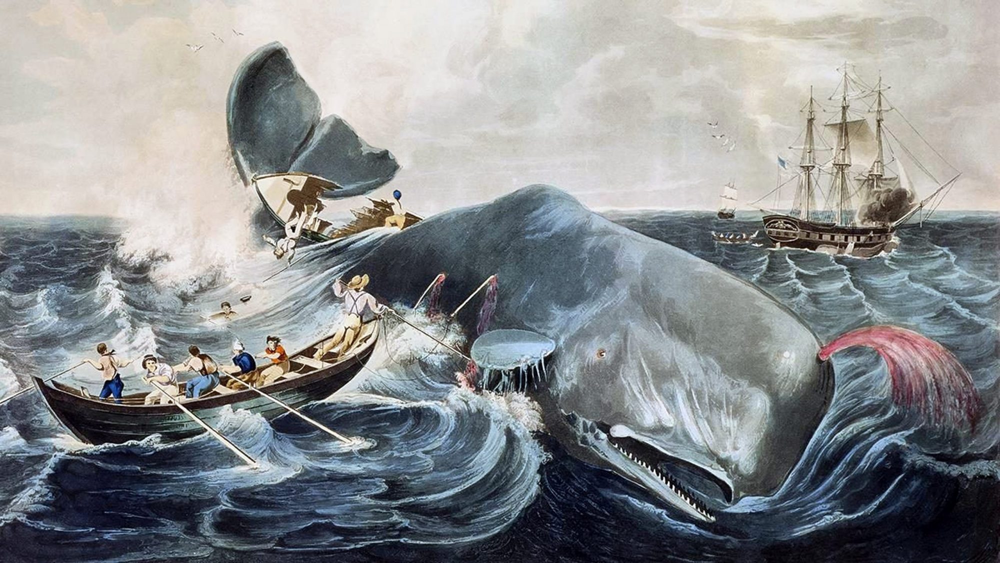 A model for Herman Melville's Moby Dick (1851): 'Capturing a Sperm Whale', colored engraving by J. Hill, 1835, after William Page (1811-1885).