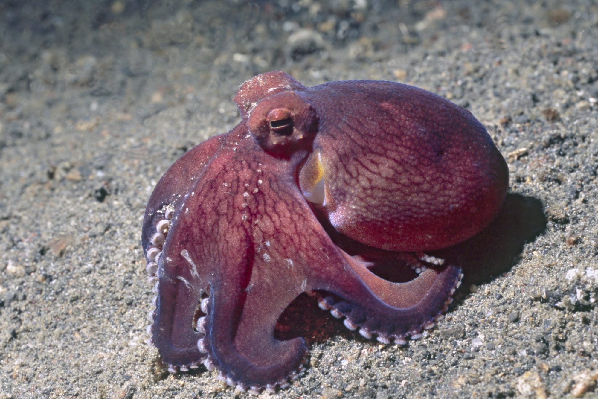Coconut shell octopus in Lembeh Straits.